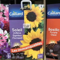 Tournesol Soleil 