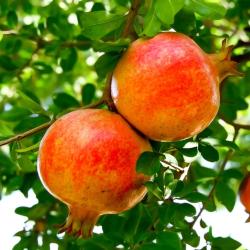 Grenadier à Fruit Gabes 10L