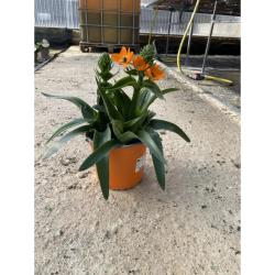 Ornitholgalum C14