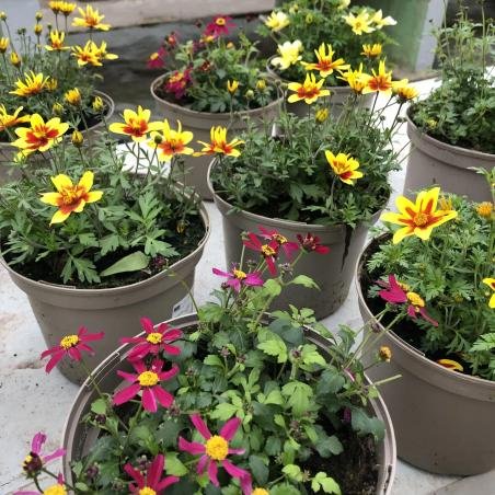Bidens 3L