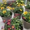 Bidens 3L