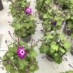 Cineraire Fleurie 3L