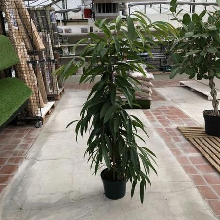Ficus Arbustif C20