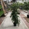 Ficus Arbustif C20