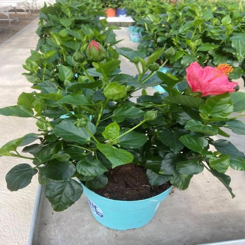 Hibiscus Collection C23