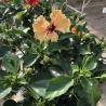 Hibiscus Collection C23