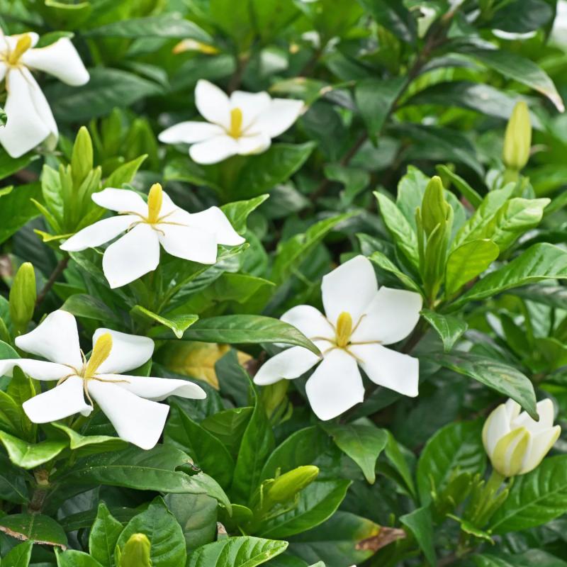 Gardenia Jasminoide C20 Gardenia Jasminoide C20