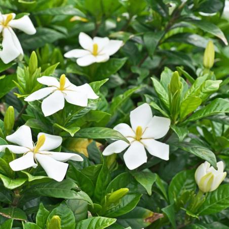 Gardenia Jasminoide C20