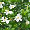 Gardenia Jasminoide C20