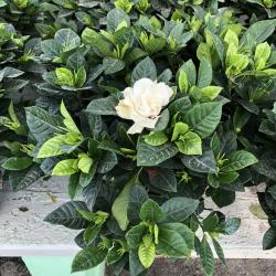 Gardenia Jasminoide C20