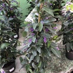 Glycine Australienne C17