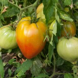 Tomate coeur de boeuf Barquette de  6 plants