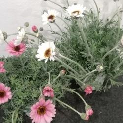 Rhodanthemum 1L