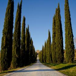 Cyprès Florence 18L 150/175cm 