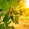 Vigne Chasselas Dorée 3L 