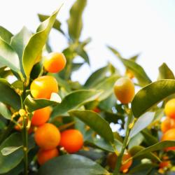 Kumquat 15L