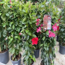 Dipladenia Pyramide C17
