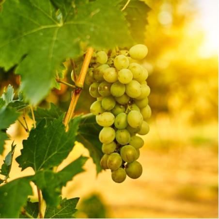 Vigne Dattier de Beyrouth 3L