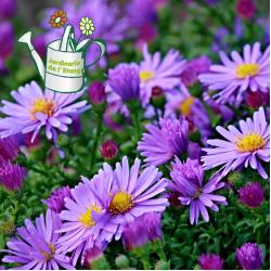 Aster C13