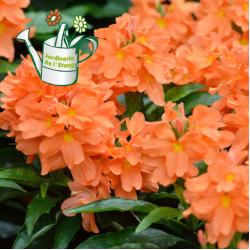 Crossandra C13
