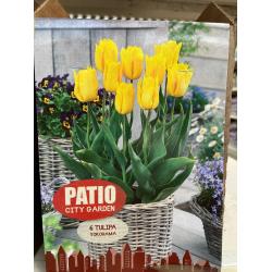 Tulipe Jaune Yokahama X6