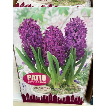 Jacinthe Mauve Woodstock X5