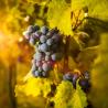 Vigne Muscat de Hambourg 3L