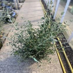 Teucrium Fructicans 10L 