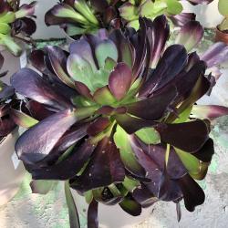 Aeonium Arboreum 5L