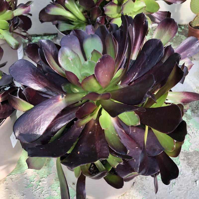 Aeonium Arboreum 5L