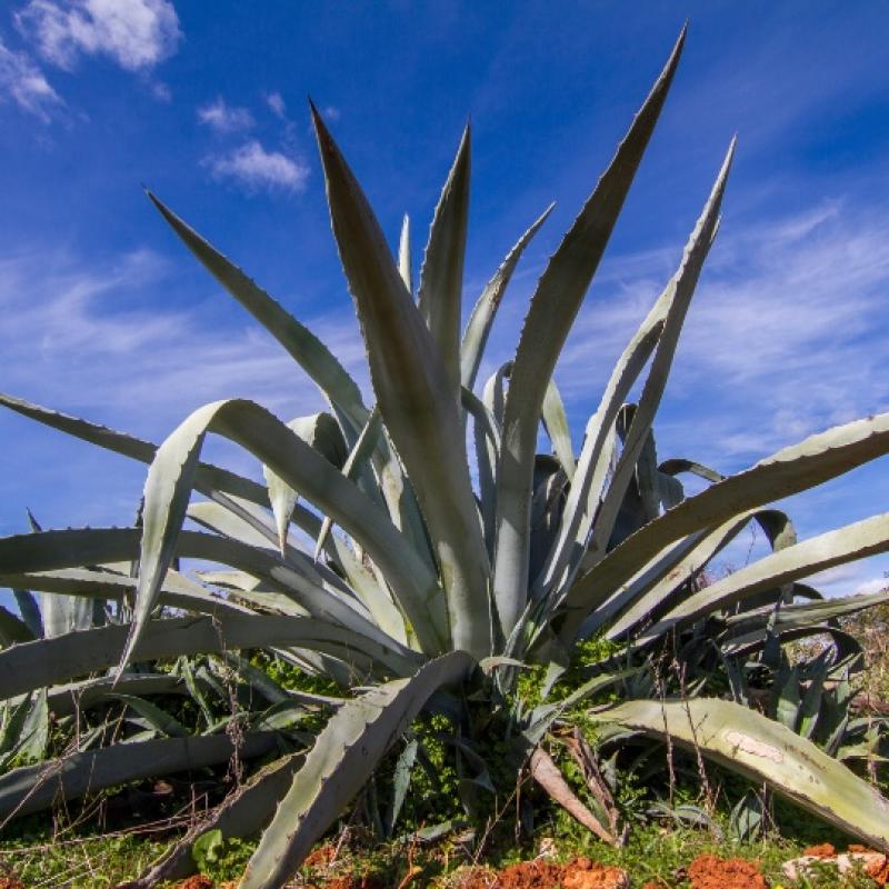 Agave Americana 3L