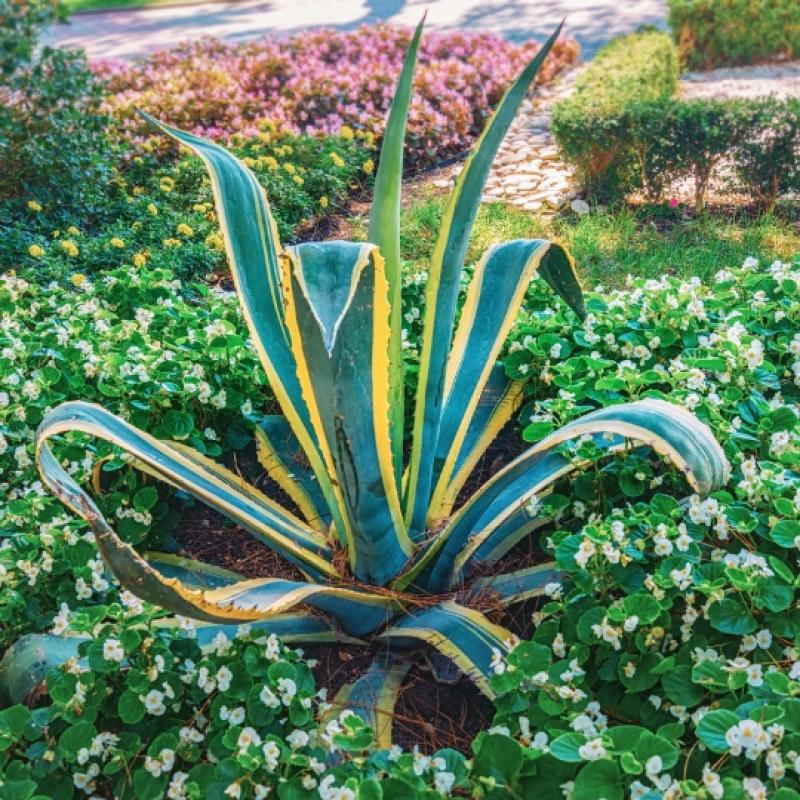 Agave Americana variegata 3L