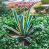 Agave Americana variegata 3L