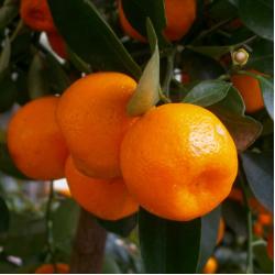 Calamondin 5L