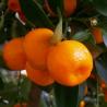 Calamondin 5L