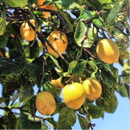 Citronnier 5L