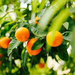 Agrume Clementinnier 25L