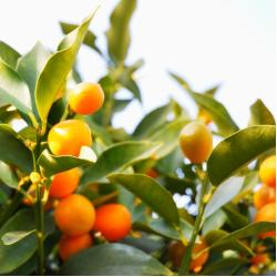 Kumquat 5L