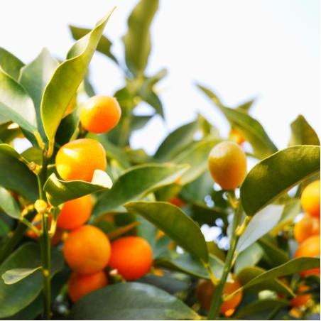 Kumquat 5L