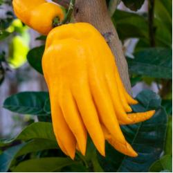 Agrume Main de Bouddha 35L