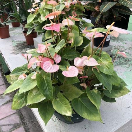 Anthurium Coupe C25