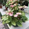 Anthurium Coupe C25