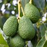 Avocatier Ettinger 3L