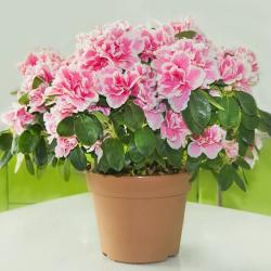 Azalée Japonaise 3L