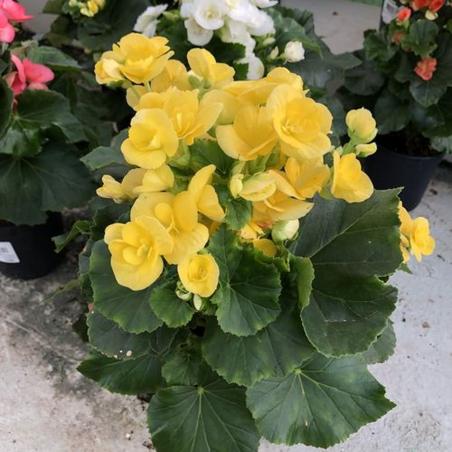 Begonia C13