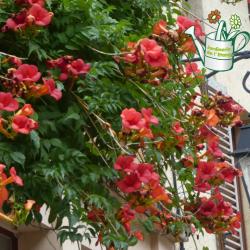 Bignone Atropurpurea 3L