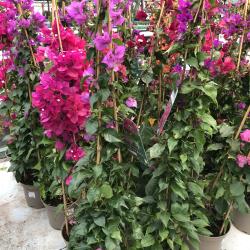 Bougainvillier Pyramide 5L