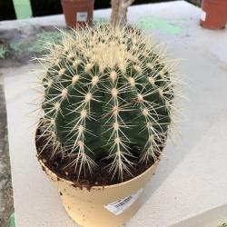 Cactus C15