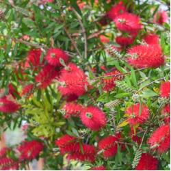 Callistemon Laevis 3L
