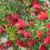 Callistemon Laevis 3L